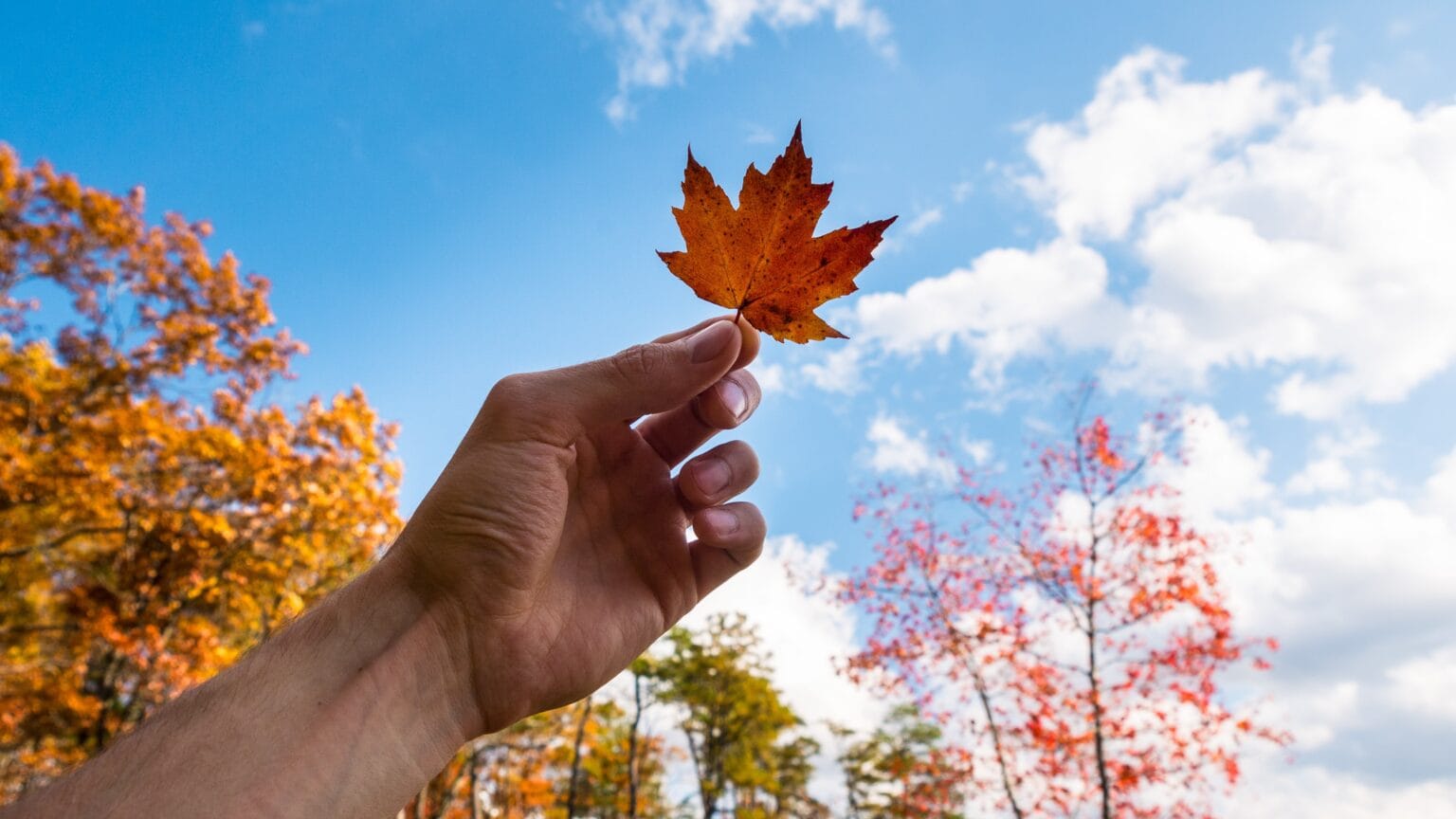 person holding orange leaf blue sky with clouds min